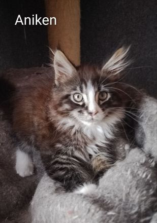 reinrassige Maine Coon Kitten auszugsbereit