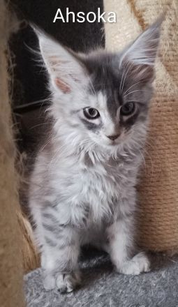 reinrassige Maine Coon Kitten auszugsbereit
