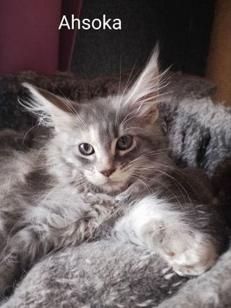 reinrassige Maine Coon Kitten auszugsbereit