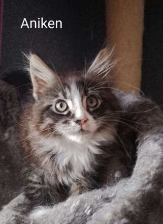 reinrassige Maine Coon Kitten auszugsbereit