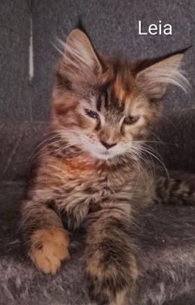 reinrassige Maine Coon Kitten auszugsbereit