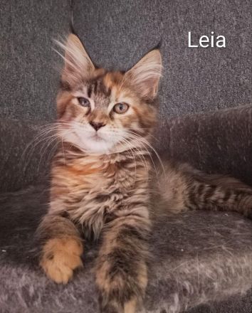 reinrassige Maine Coon Kitten auszugsbereit