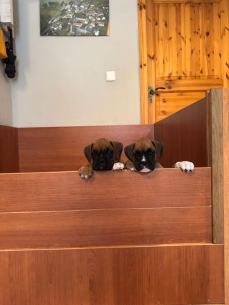 Deutscher Boxer