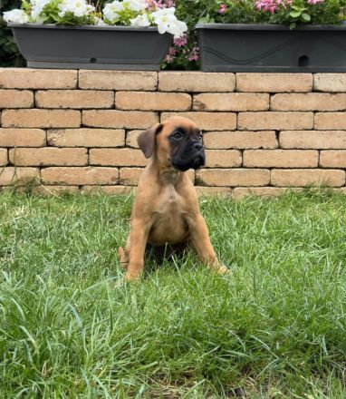 Deutscher Boxer
