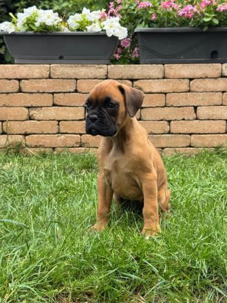 Deutscher Boxer