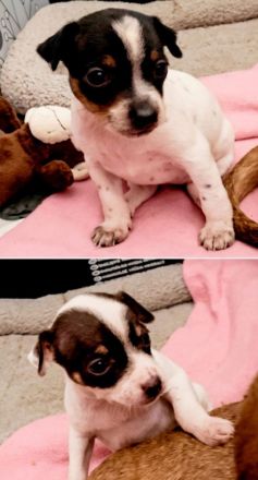 ❤️Drei zuckersüße Zwergpinscher/Prager Rattler Mix Welpen suchen ihr Traumzuhause
