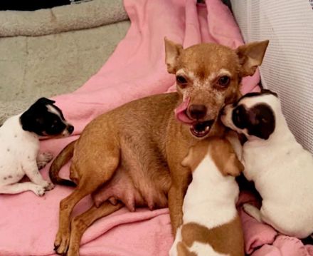 ❤️Drei zuckersüße Zwergpinscher/Prager Rattler Mix Welpen suchen ihr Traumzuhause