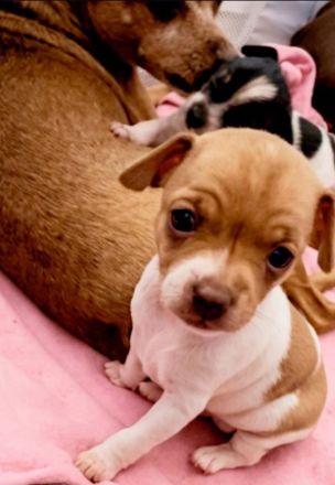 ❤️Drei zuckersüße Zwergpinscher/Prager Rattler Mix Welpen suchen ihr Traumzuhause
