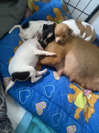 ❤️Drei zuckersüße Zwergpinscher/Prager Rattler Mix Welpen suchen ihr Traumzuhause