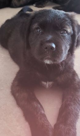 Golden Retriever Cane Corso mix Welpen