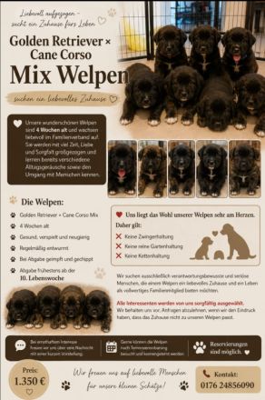 Golden Retriever Cane Corso mix Welpen