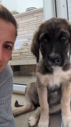 Golden Retriever Cane Corso mix Welpen