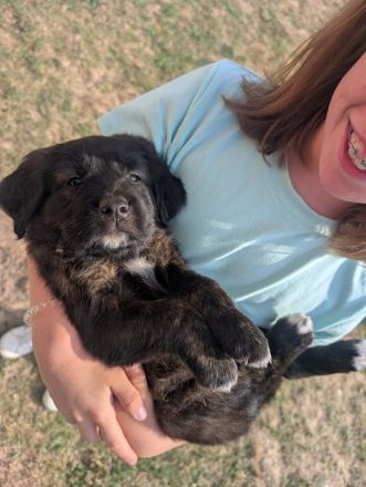 Golden Retriever Cane Corso mix Welpen