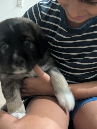 Golden Retriever Cane Corso mix Welpen