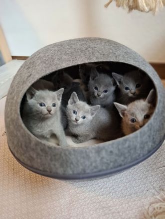 Reinrassige Russisch Blau Kitten mit Stammbaum liebevolle Familienaufzucht