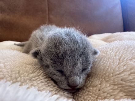Reinrassige Russisch Blau Kitten mit Stammbaum liebevolle Familienaufzucht