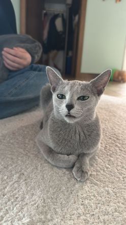 Reinrassige Russisch Blau Kitten mit Stammbaum liebevolle Familienaufzucht