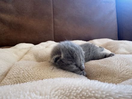 Reinrassige Russisch Blau Kitten mit Stammbaum liebevolle Familienaufzucht