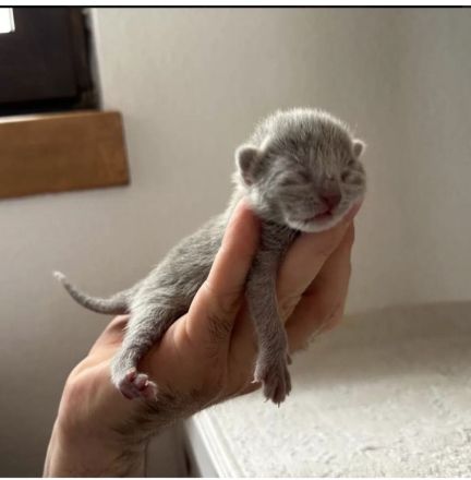 Reinrassige Russisch Blau Kitten mit Stammbaum liebevolle Familienaufzucht