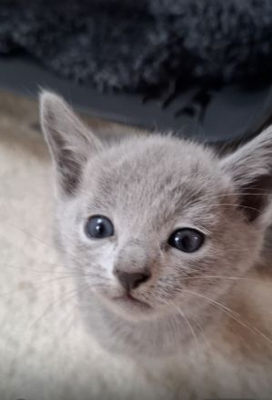 Reinrassige Russisch Blau Kitten mit Stammbaum liebevolle Familienaufzucht