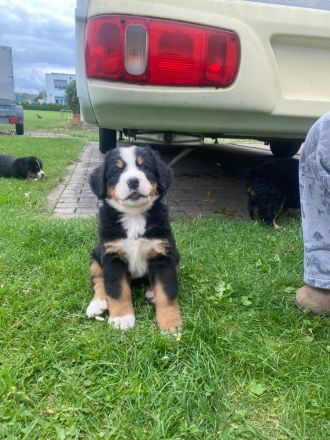 Berner Sennenhund Welpen