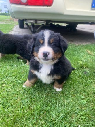 Berner Sennenhund Welpen