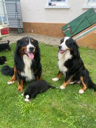 Berner Sennenhund Welpen