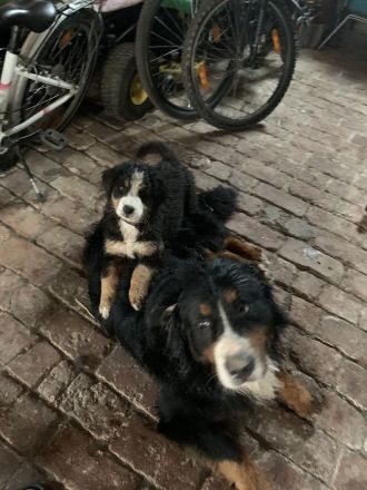 Berner Sennhund Welpen
