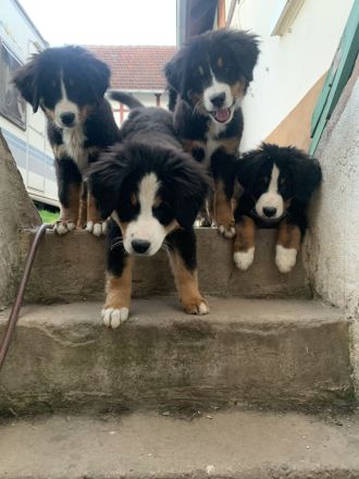 Berner Sennen Welpen