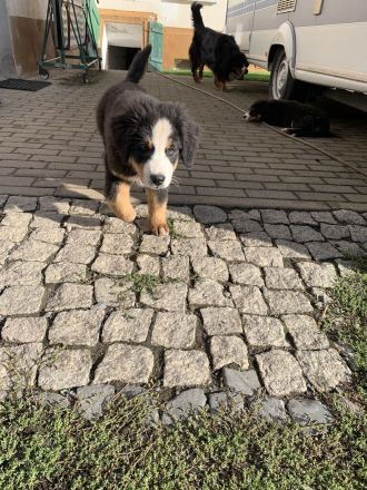 Berner Sennen Welpen