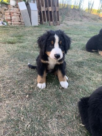 Berner Sennhund Welpen