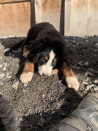 Berner Sennen Welpen