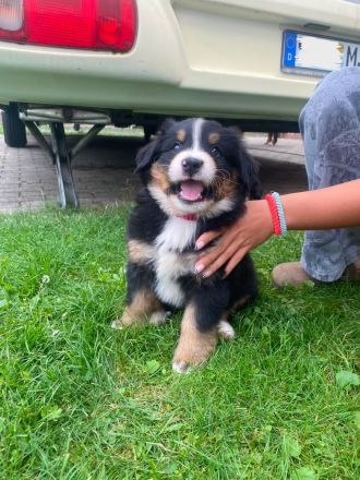 Berner Sennenhund Welpen