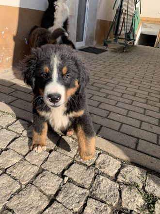 Berner Sennen Welpen