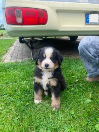 Berner Sennenhund Welpen