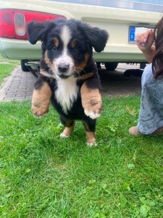 Berner Sennenhund Welpen