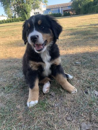 Berner Sennhund Welpen