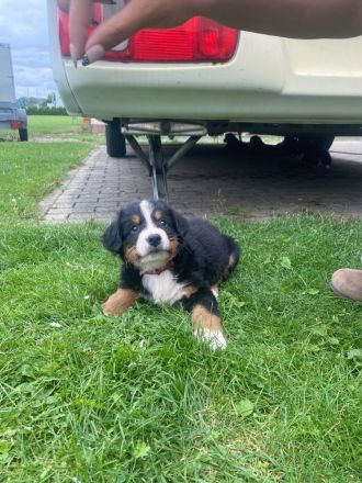 Berner Sennenhund Welpen