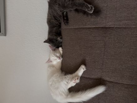 Zwei Main Coon Geschwister