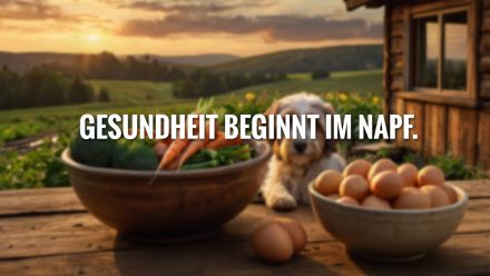 Ernährungsberatung für Hunde
