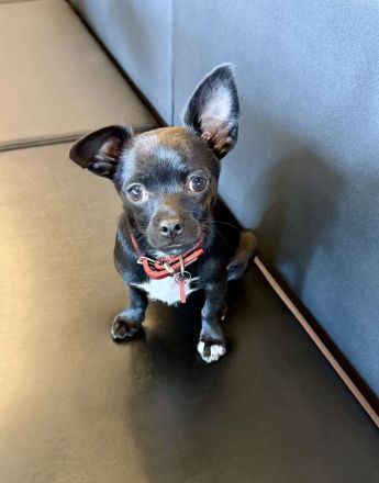 5-Monate alter Chihuahua Welpe aus gesundheitlichen Gründen nur in beste Hände abzugeben