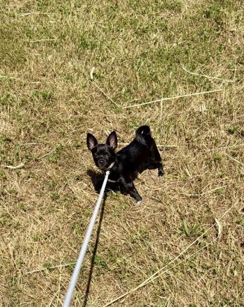 5-Monate alter Chihuahua Welpe aus gesundheitlichen Gründen nur in beste Hände abzugeben