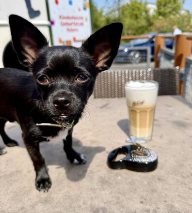 5-Monate alter Chihuahua Welpe aus gesundheitlichen Gründen nur in beste Hände abzugeben