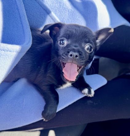 5-Monate alter Chihuahua Welpe aus gesundheitlichen Gründen nur in beste Hände abzugeben