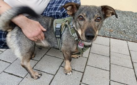 Zuhause gesucht für Koby
