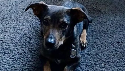 Zuhause gesucht für Koby