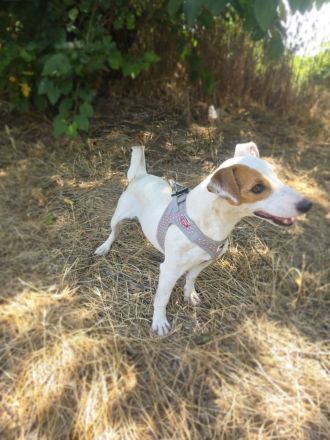 Jack Russel Terrier Mädchen Shiko