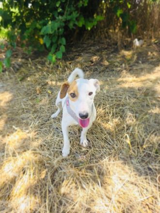 Jack Russel Terrier Mädchen Shiko