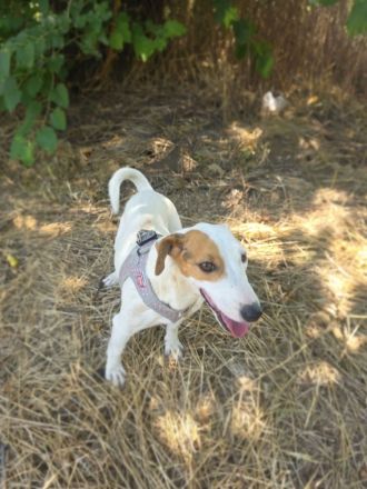 Jack Russel Terrier Mädchen Shiko