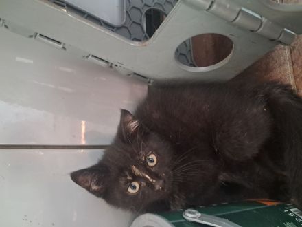Babykatze